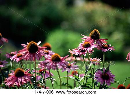 Spring, Botanical, Nature, Blossoming, Bloom, Blooming, Close-up View Large Photo Image Stock Photograph - Spring, Botanical, Nature, Blossoming, Bloom, Blooming, Close-up. Fotosearch