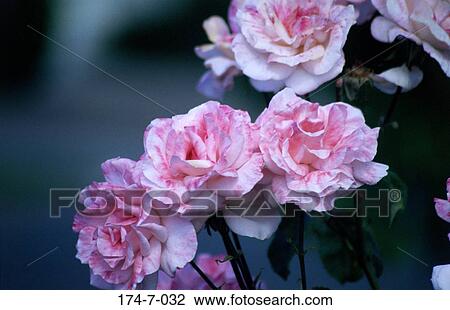 Spring, Close, Blossom, Up, Flowers, Nature, Flower View Large Photo Image Stock Image - Spring, Close, Blossom, Up, Flowers, Nature, Flower. Fotosearch