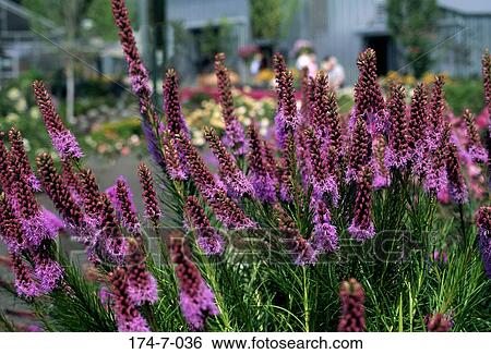 Spring, Fresh, Flower, Blossom, Nature, Garden, Flowers View Large Photo Image Stock Photograph - Spring, Fresh, Flower, Blossom, Nature, Garden, Flowers. Fotosearch