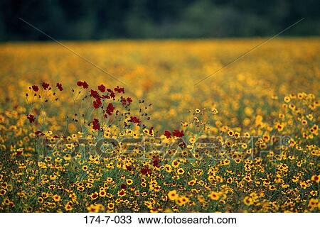 Spring, Fresh, Nature, Floral, Flowers, Flowers, Wild View Large Photo Image Stock Image - Spring, Fresh, Nature, Floral, Flowers, Flowers, Wild. Fotosearch