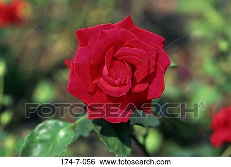 Up, Close, Blossom, Blossoming, Nature, Botanical, Flower View Large Photo Image Stock Photograph - Up, Close, Blossom, Blossoming, Nature, Botanical, Flower. Fotosearch