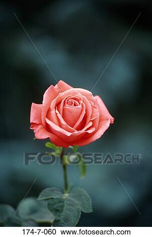 Stock Image - Up, Outdoors, Blossom, Closeup, Close, Pink, Flowers. Fotosearch