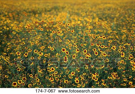 Wild, Blossom, Flowers, Botanical, Outdoors, Annual, Coreopsis View Large Photo Image Stock Photo - Wild, Blossom, Flowers, Botanical, Outdoors, Annual, Coreopsis. Fotosearch