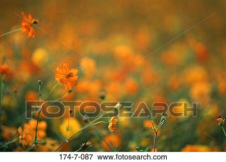 Wild, Flowers, Spring, Cosmos, Blooming, Flowers, Nature View Large Photo Image Stock Photo - Wild, Flowers, Spring, Cosmos, Blooming, Flowers, Nature. Fotosearch