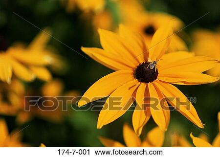Stock Image - Yellow, Blossom, Wild, Blossoming, Floral, Flowers, Close. Fotosearch