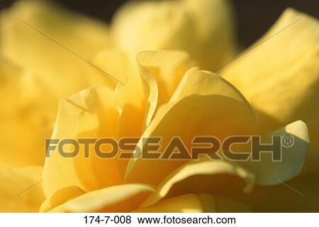 Yellow, Close, Bloom, Floral, Flowers, Nature, Single View Large Photo Image Stock Photo - Yellow, Close, Bloom, Floral, Flowers, Nature, Single. Fotosearch
