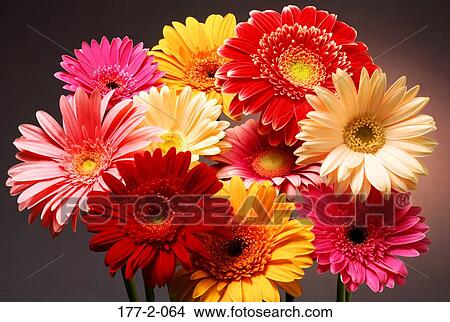 Daisies, day, Flowers, Romance, Flower, Romantic View Large Photo Image Picture - Daisies, day, Flowers, Romance, Flower, Romantic. Fotosearch