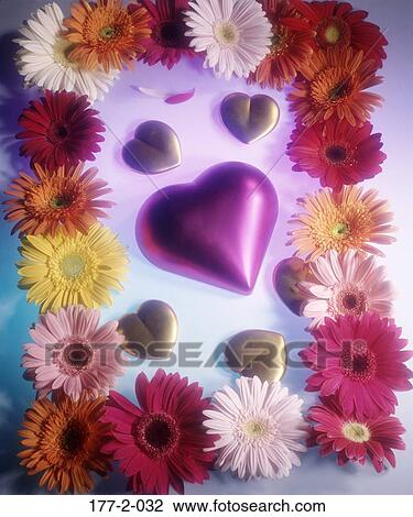 , Daisy, Hearts, Valentine, Heart, Romantic, day View Large Photo Image Stock Image - , Daisy, Hearts, Valentine, Heart, Romantic, day. Fotosearch