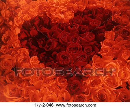 day, Flowers, Flower, Romance, Valentines, Rose View Large Photo Image Stock Photograph - day, Flowers, Flower, Romance, Valentines, Rose. Fotosearch