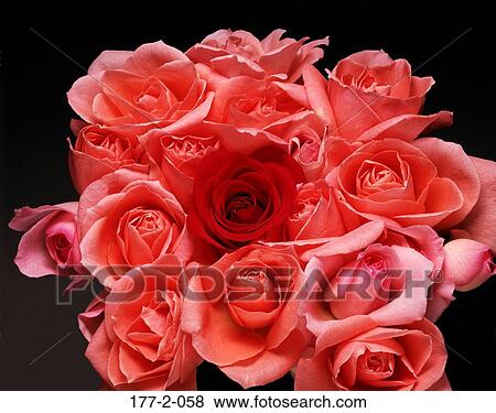 Flower, day, Flowers, Rose, Romantic, Red View Large Photo Image Stock Photo - Flower, day, Flowers, Rose, Romantic, Red. Fotosearch