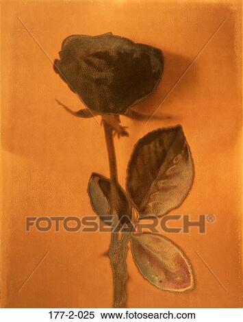 Flower, Romance, Romantic, Hearts, day, Flowers View Large Photo Image Stock Photography - Flower, Romance, Romantic, Hearts, day, Flowers. Fotosearch