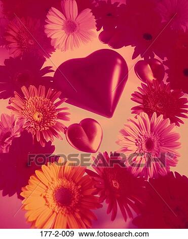 Flowers, Daisy, Valentines, Hearts, day, Valentine View Large Photo Image Stock Photo - Flowers, Daisy, Valentines, Hearts, day, Valentine. Fotosearch