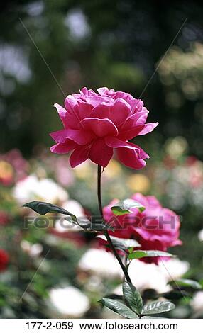 Flowers, Flowers, Romantic, Flower, Romance, Hearts View Large Photo Image Stock Photo - Flowers, Flowers, Romantic, Flower, Romance, Hearts. Fotosearch
