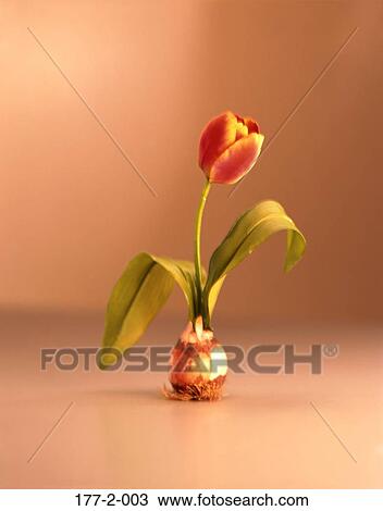 Hearts, Flower, Romantic, Flowers, Tulip, Flowers, Romance View Large Photo Image Stock Image - Hearts, Flower, Romantic, Flowers, Tulip, Flowers, Romance. Fotosearch