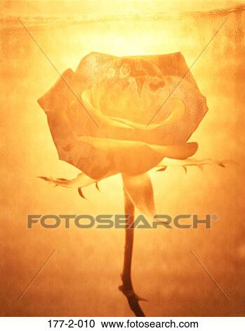 Hearts, Flowers, Rose, Romance, Flower, Flowers View Large Photo Image Stock Image - Hearts, Flowers, Rose, Romance, Flower, Flowers. Fotosearch