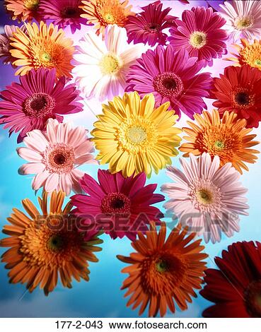 , Hearts, Romantic, Romance, Flowers, Flower View Large Photo Image Stock Image - , Hearts, Romantic, Romance, Flowers, Flower. Fotosearch