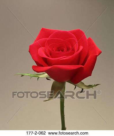 Stock Image - Hearts, Valentines, Romantic, Flowers, day, Valentine. Fotosearch