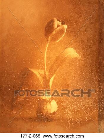 Romance, Romantic, Flower, Tulip, Hearts, Stem View Large Photo Image Stock Photo - Romance, Romantic, Flower, Tulip, Hearts, Stem. Fotosearch