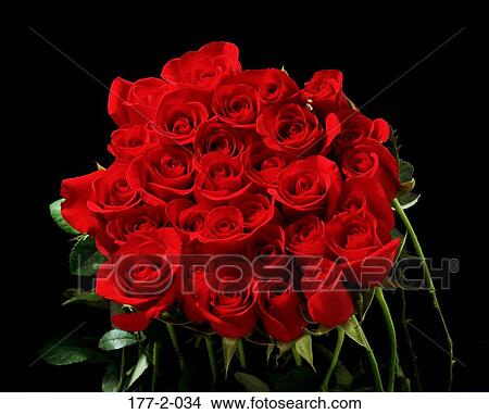 Romance, Valentines, Rose, Stem, Valentine, Flowers, Romantic View Large Photo Image Picture - Romance, Valentines, Rose, Stem, Valentine, Flowers, Romantic. Fotosearch