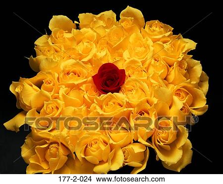 Romantic, Flower, Hearts, Yellow, day, Rose, Valentines View Large Photo Image Picture - Romantic, Flower, Hearts, Yellow, day, Rose, Valentines. Fotosearch