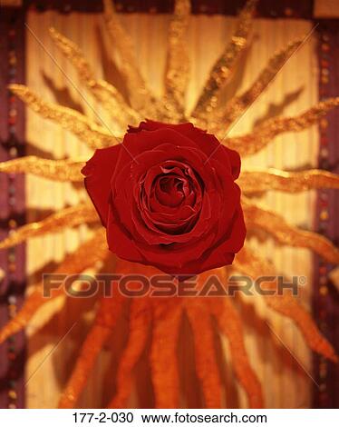 Stock Image - Rose, Red, Flower, Romatic, Stem. Fotosearch
