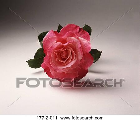 Rose, Romance, Hearts, Flowers, Flowers, Flower View Large Photo Image Stock Image - Rose, Romance, Hearts, Flowers, Flowers, Flower. Fotosearch