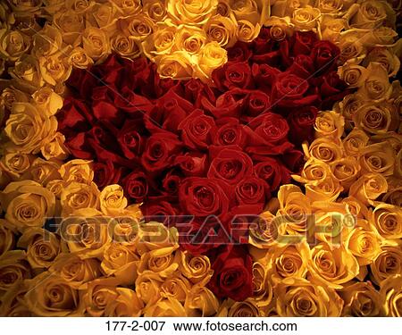 Valentine, Flowers, Red, Yellow, Flower, Colorful View Large Photo Image Stock Photo - Valentine, Flowers, Red, Yellow, Flower, Colorful. Fotosearch