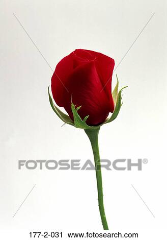 Valentines, Hearts, day, Flower, Romantic, Romance, Rose View Large Photo Image Stock Image - Valentines, Hearts, day, Flower, Romantic, Romance, Rose. Fotosearch
