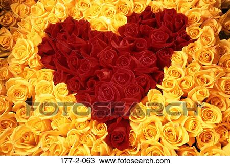 , Valentines, Yellow, Romance, Valentine, day, Flowers View Large Photo Image Stock Image - , Valentines, Yellow, Romance, Valentine, day, Flowers. Fotosearch