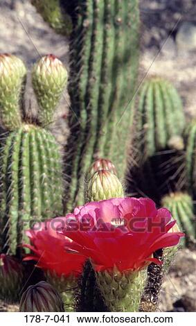 自然 沙漠 植物 仙人掌 開花 花 花種類最齊全的圖像 178 7 041 Fotosearch