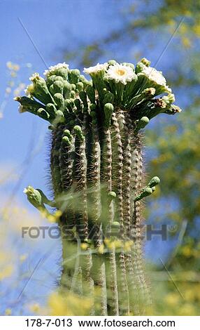 自然 花 サボテン 屋外で 砂漠 サボテン 花 ストックイメージ 178 7 013 Fotosearch