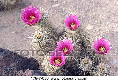 花 砂漠 屋外で サボテン 花 ピンク 自然 画像コレクション 178 7 056 Fotosearch