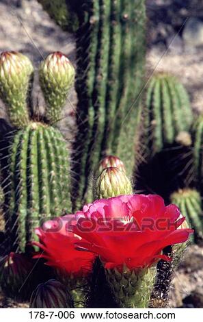 花 開くこと 砂漠 サボテン ピンク 花 花 画像コレクション 178 7 006 Fotosearch