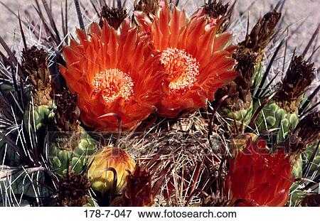 Bloom, Blossom, Flower, Flowers, Nature, Cactus, Botanical View Large Photo Image Stock Photo - Bloom, Blossom, Flower, Flowers, Nature, Cactus, Botanical. Fotosearch