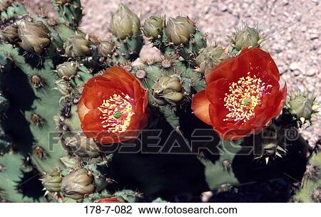 Stock Image - Bloom, Blossom, Flowers, Cactus, Blooming, Flowers, Cactus. Fotosearch
