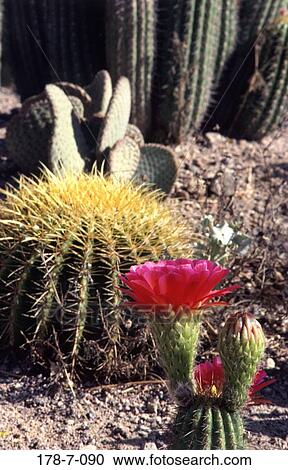 Stock Image - Bloom, Blossom, Flowers, Flowers, Desert, Cactus, Blooming. Fotosearch