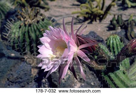 Bloom, Blossom, Nature, Cactus, Desert, Purple, Flowers View Large Photo Image Stock Image - Bloom, Blossom, Nature, Cactus, Desert, Purple, Flowers. Fotosearch