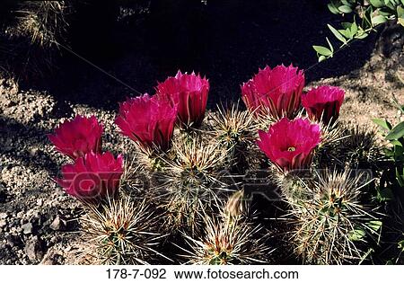 Bloom, Blossoming, Desert, Outdoors, Flower, Cactus, Blooming View Large Photo Image Stock Image - Bloom, Blossoming, Desert, Outdoors, Flower, Cactus, Blooming. Fotosearch