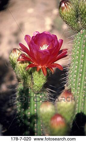 Bloom, Blossoming, Flowers, Flowers, Flower, Blossom, Flower View Large Photo Image Stock Image - Bloom, Blossoming, Flowers, Flowers, Flower, Blossom, Flower. Fotosearch