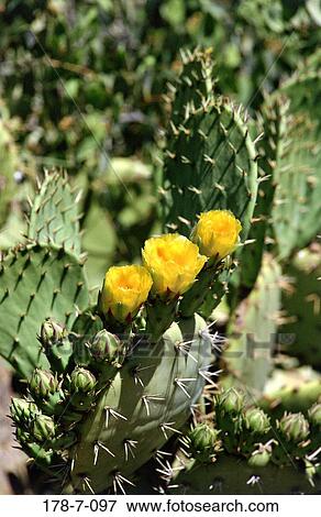 Stock Photo - Bloom, Cactus, Blossoming, Cactus, Yellow, Botanical, Nature. Fotosearch