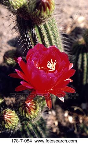 Bloom, Outdoors, Blooming, Blossom, Cactus, Flower, Closeup View Large Photo Image Picture - Bloom, Outdoors, Blooming, Blossom, Cactus, Flower, Closeup. Fotosearch