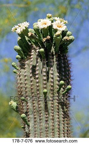 Bloom, Outdoors, Desert, Blossom, Nature, Botanical, Blooming View Large Photo Image Stock Photograph - Bloom, Outdoors, Desert, Blossom, Nature, Botanical, Blooming. Fotosearch