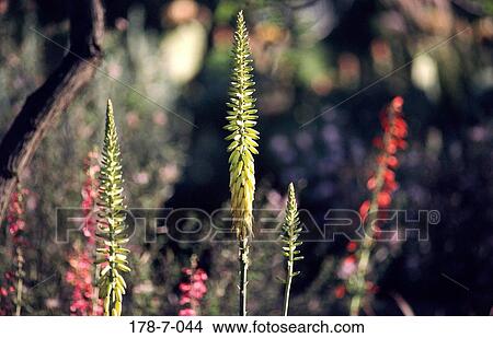 Blooming, Blossom, Flowers, Desert, Blossoming, Cactus, Cactus View Large Photo Image Picture - Blooming, Blossom, Flowers, Desert, Blossoming, Cactus, Cactus. Fotosearch