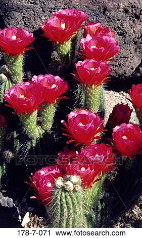 Blooming, Desert, Flowers, Cactus, Flowers, Blossoming, Blossom View Large Photo Image Stock Image - Blooming, Desert, Flowers, Cactus, Flowers, Blossoming, Blossom. Fotosearch