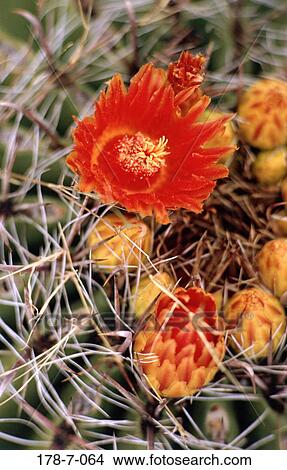 Picture - Blooming, Outdoors, Cactus, Flower, Flowers, Close, Close-up. Fotosearch