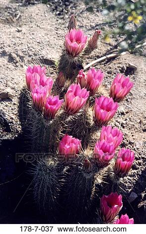 Blooming, Pink, Flowers, Hedgehog, Blossom, Flower, Cactus View Large Photo Image Stock Photo - Blooming, Pink, Flowers, Hedgehog, Blossom, Flower, Cactus. Fotosearch