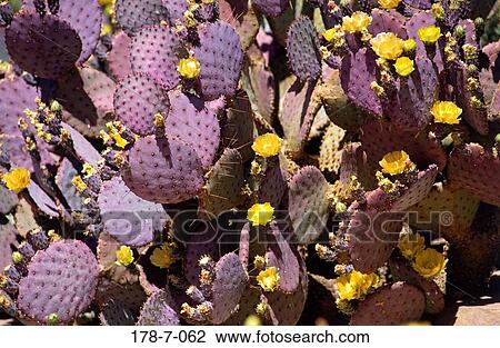 Blossom, Blossoming, Bloom, Desert, Botanical, Cactus, Nature View Large Photo Image Stock Image - Blossom, Blossoming, Bloom, Desert, Botanical, Cactus, Nature. Fotosearch