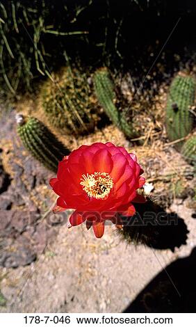 Blossom, Blossoming, Blooming, Nature, Botanical, Flower, Cactus View Large Photo Image Stock Photograph - Blossom, Blossoming, Blooming, Nature, Botanical, Flower, Cactus. Fotosearch