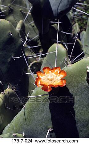 Blossom, Blossoming, Flowers, Outdoors, Blooming, Cactus, Single View Large Photo Image Picture - Blossom, Blossoming, Flowers, Outdoors, Blooming, Cactus, Single. Fotosearch