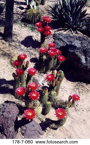 Blossom, Desert, Blossoming, Cactus, Cactus, Blooming, Nature View Large Photo Image Stock Image - Blossom, Desert, Blossoming, Cactus, Cactus, Blooming, Nature. Fotosearch